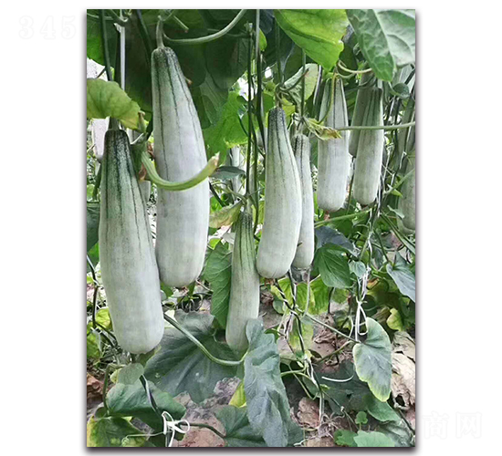 精品羊角脆-甜瓜種子-盛旺種業(yè)