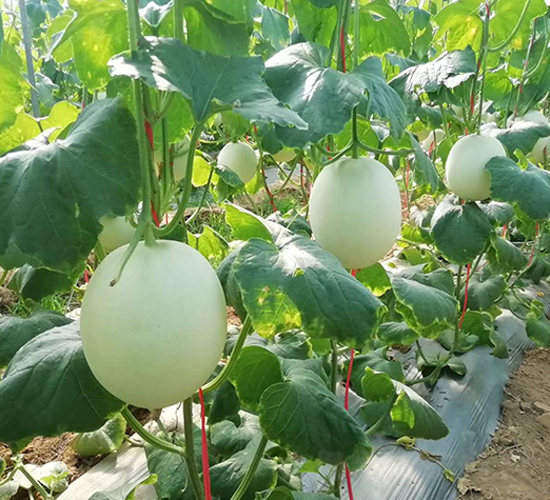仙姑-甜瓜種子-盛旺種業(yè)