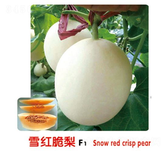 雪紅脆梨F1-甜瓜種子-盛旺種業(yè)