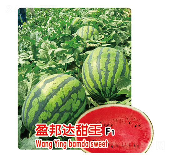 盈邦達(dá)甜王F1-西瓜種子-盛旺種業(yè)
