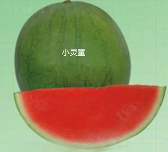 小靈童-西瓜種子-盛旺種業(yè)