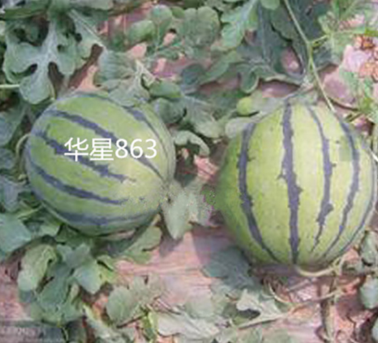 華星863-西瓜種子-盛旺種業(yè)