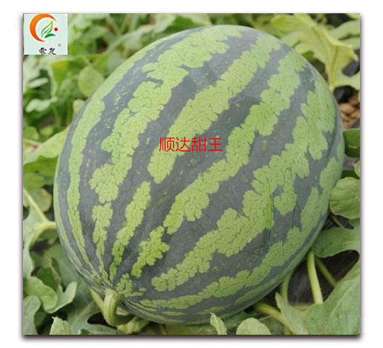 順達(dá)甜王-西瓜種子-盛旺種業(yè)