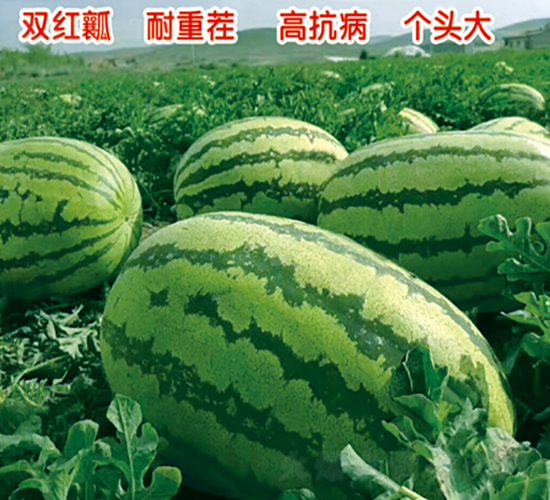 金星5號(hào)-西瓜種子-盛旺種業(yè)