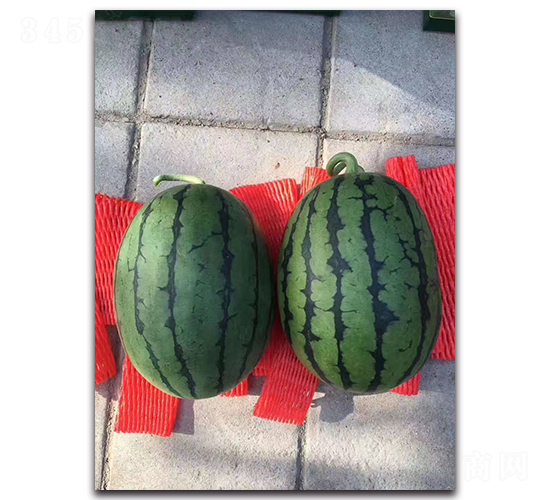 寒友2K-西瓜種子-盛旺種業(yè)