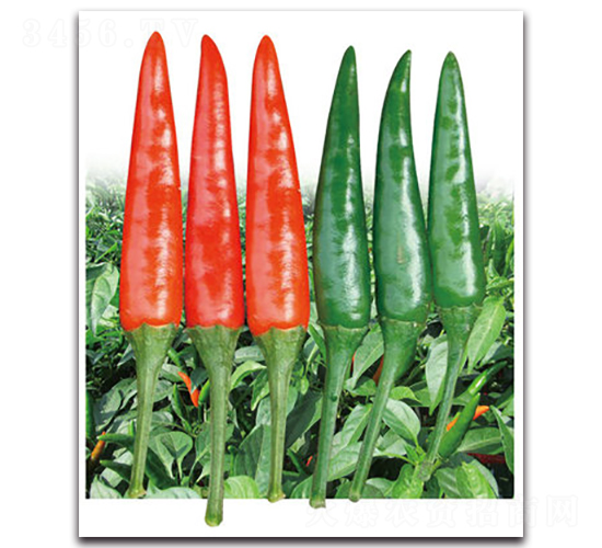 貴州1號-辣椒種子-金脈農(nóng)業(yè)