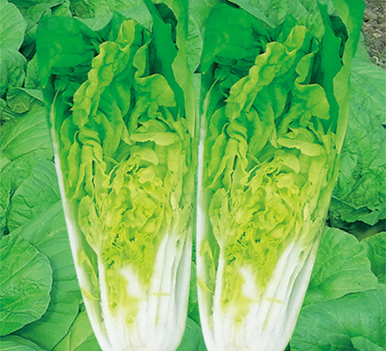 沃爾快菜1號-快菜種子-沃爾農業(yè)
