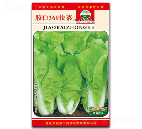 膠白369快菜F1-白菜種子-膠白