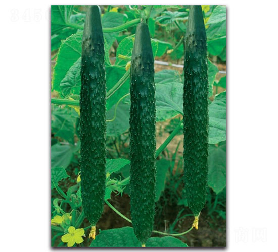 綠優(yōu)一號(hào)-黃瓜種子-科翔種業(yè)