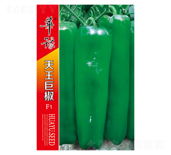 天王巨椒F1-辣椒種子-邢源農業(yè)