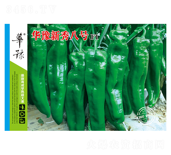 華豫新秀八號(hào)F1-辣椒種子-邢源農(nóng)業(yè)