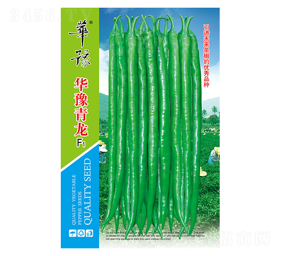 華豫青龍F1-辣椒種子-邢源農(nóng)業(yè)