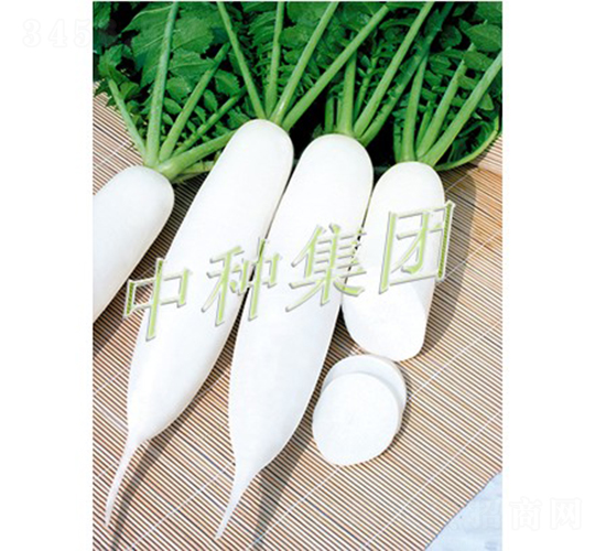 長城1號-蘿卜種子-中種集團