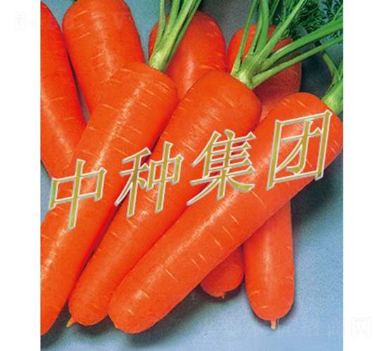 勝秋-胡蘿卜種子-中種集團(tuán)