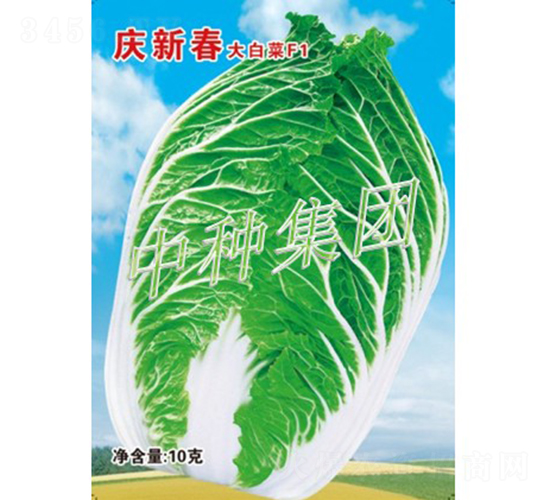 慶新春-白菜種子-中種集團(tuán)