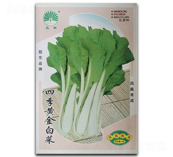 四季黃金-白菜種子-鳳凰種業(yè)