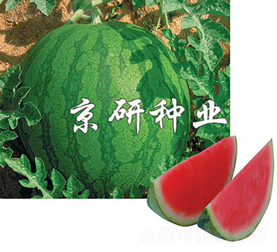 國蜜1號(hào)-西瓜種子-京研種業(yè)