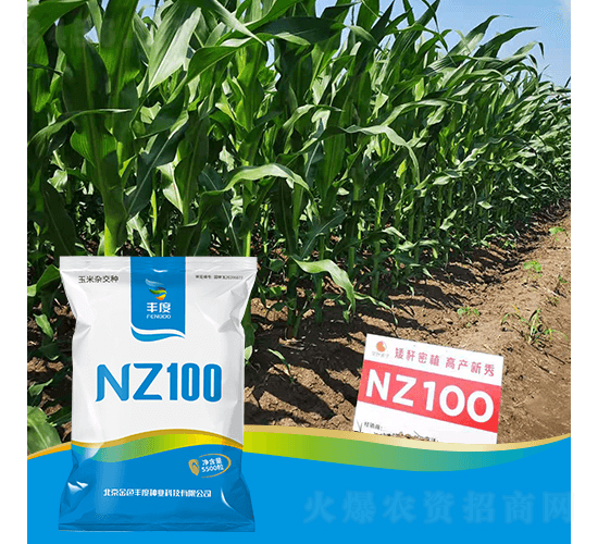 NZ100-玉米種子-豐度高科