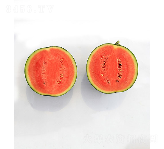 依農(nóng)精品3號(hào)-西瓜種子-依農(nóng)農(nóng)業(yè)