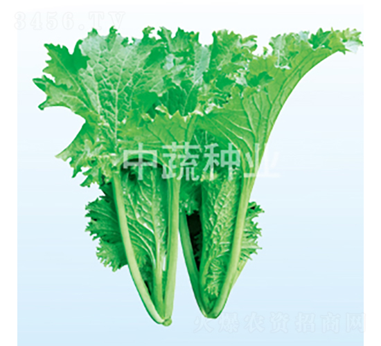 香滿園-白菜種子-中蔬種業(yè)