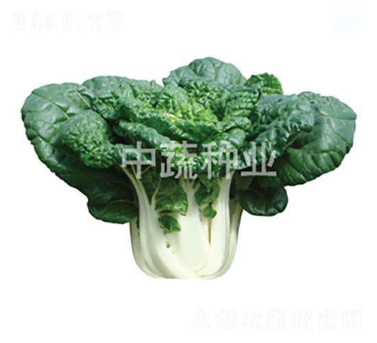 玉白1號-白菜種子-中蔬種業(yè)