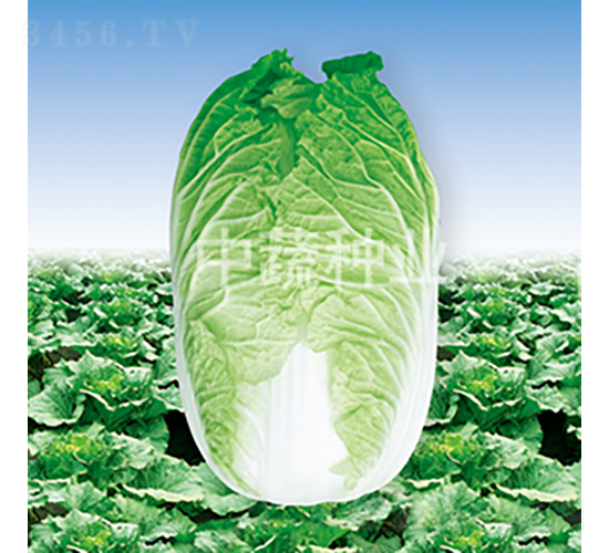 中白61-白菜種子-中蔬種業(yè)