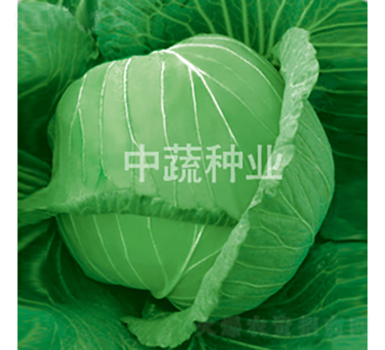 中甘9號-甘藍(lán)種子-中蔬種業(yè)