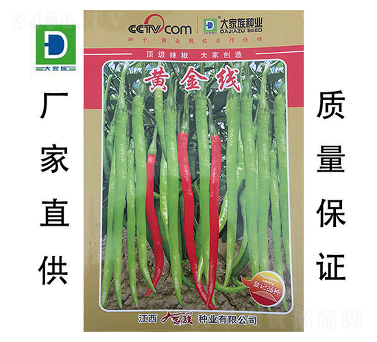 黃金線-辣椒種子-大家族種業(yè)