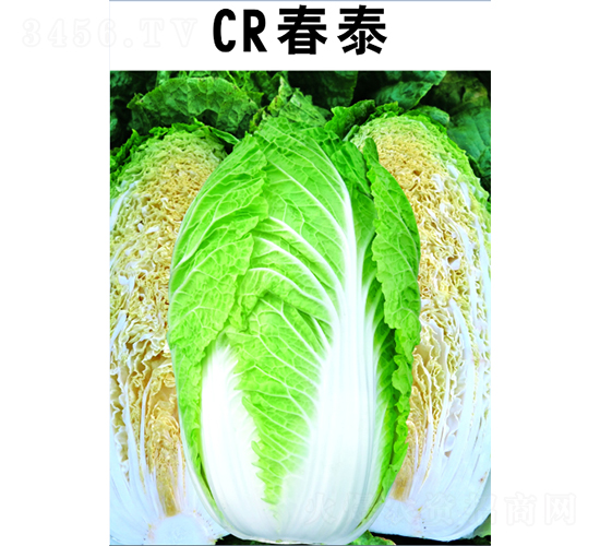 CR春泰大白菜-白菜種子-廣良