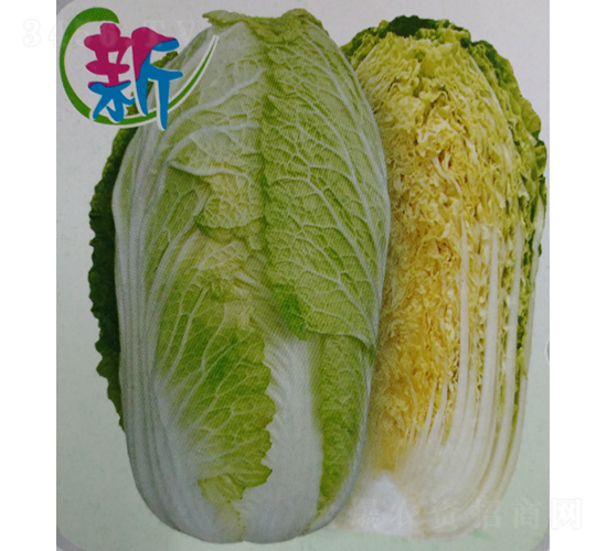 CR春威602大白菜-白菜種子-廣良