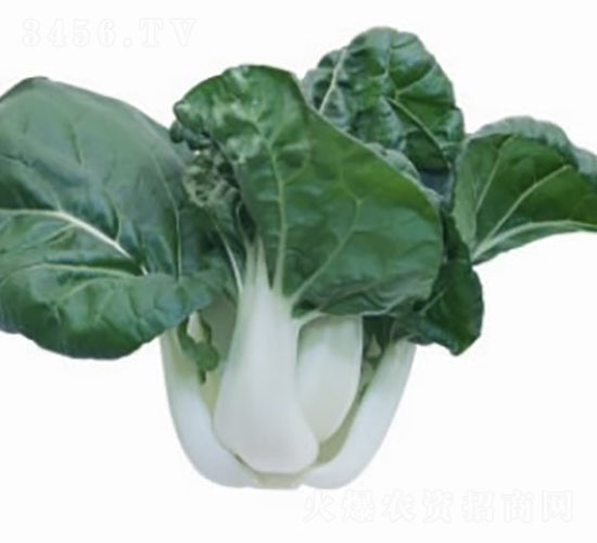 龍湖141奶白菜-小白菜種子-廣良