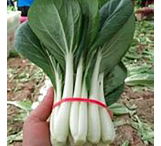 F1健秀黑葉白菜-小白菜種子-廣良
