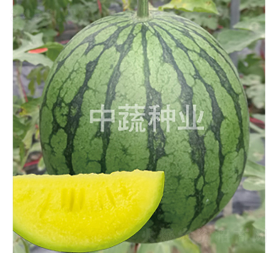 寶鳳-西瓜種子-中蔬種業(yè)