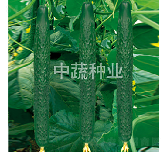 中農(nóng)116號-黃瓜種子-中蔬種業(yè)