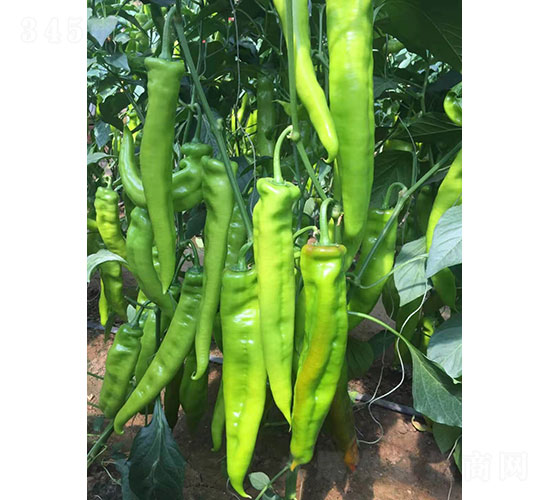 華昂新秀尖椒種子-華昂農(nóng)業(yè)