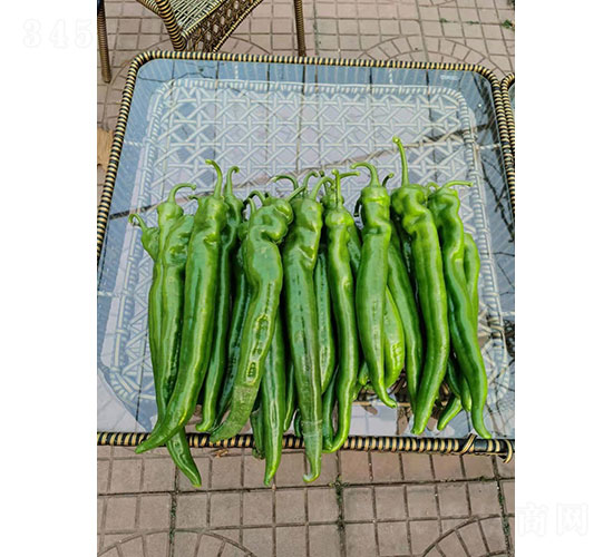 昂椒二號尖椒種子-華昂農(nóng)業(yè)