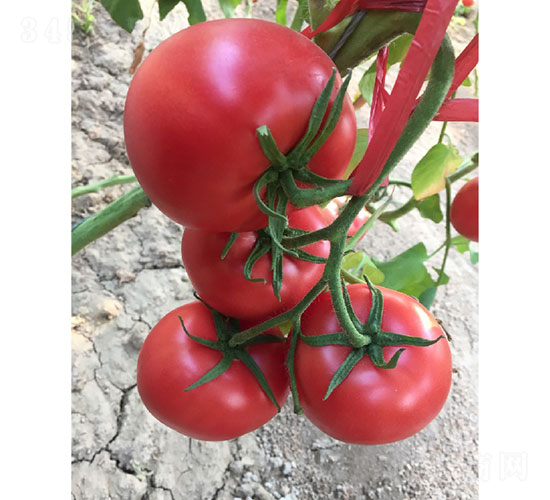 華昂二號(hào)番茄種子-華昂農(nóng)業(yè)