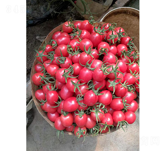 粉精靈番茄種子-華昂農(nóng)業(yè)