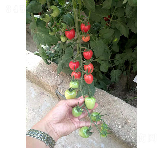 粉優(yōu)（2022）番茄種子-華昂農業(yè)