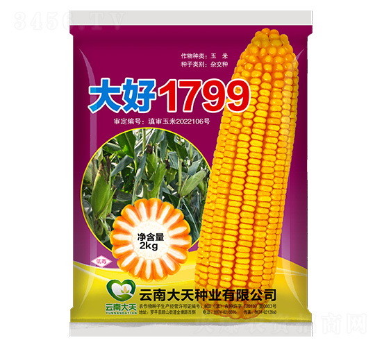 玉米種子-大好1799-大天種業(yè)
