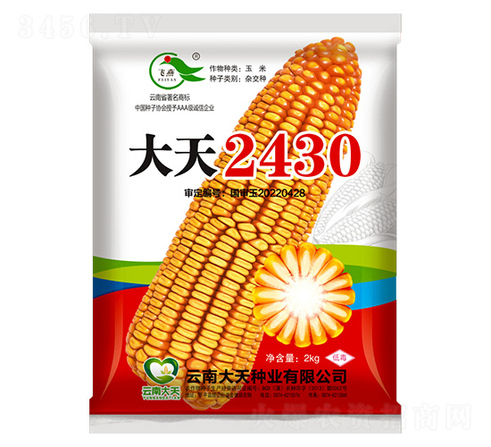 玉米種子-大天2430-大天種業(yè)