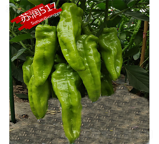 蘇潤(rùn)517-辣椒種子-蘇潤(rùn)種業(yè)
