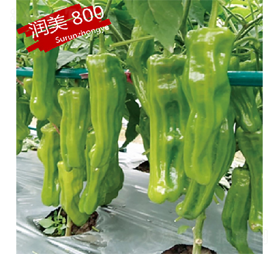 蘇潤(rùn)800-辣椒種子-蘇潤(rùn)種業(yè)