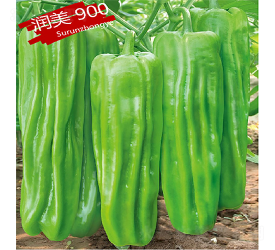 蘇潤900-辣椒種子-蘇潤種業(yè)