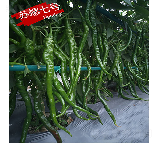 蘇螺七號(hào)-辣椒種子-蘇潤(rùn)種業(yè)