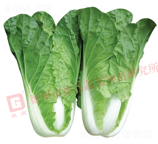 葉色綠色快菜-泰陽-快菜種子-德高種業(yè)