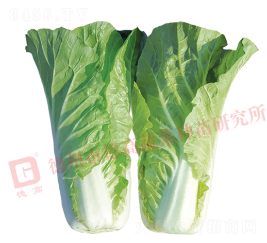 葉色綠色快菜-德高鳳陽(yáng)-快菜種子-德高種業(yè)