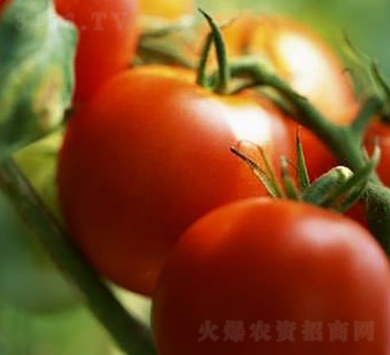 T1202F1-有限生長番茄種子-華美種苗