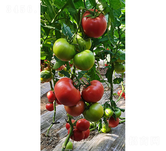 歐米沙-番茄種子-朝研種苗