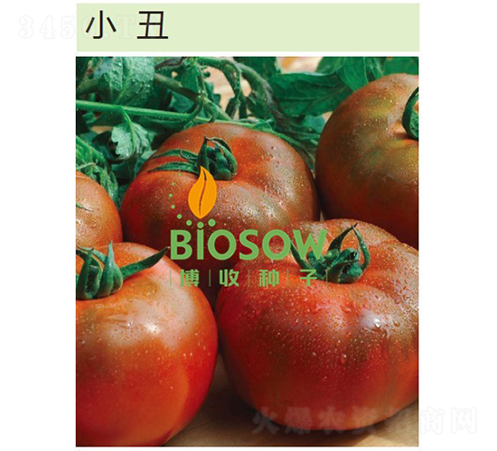 小丑-番茄種子-博收種子